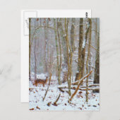 Doe in the snow, Deer in Lake Arrowhead Briefkaart (Voorkant / Achterkant)