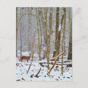 Doe in the snow, Deer in Lake Arrowhead Briefkaart