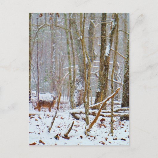 Doe in the snow, Deer in Lake Arrowhead Briefkaart (Voorkant)