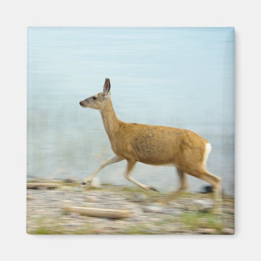 Doe-magneet Magneet (Voorkant)
