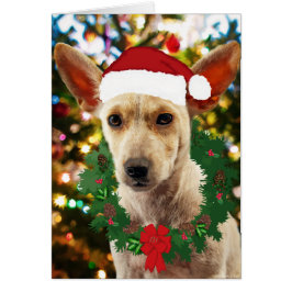 Doe mee naar de Puppy