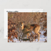 Doe - Michigan Wildlife Briefkaart (Voorkant / Achterkant)