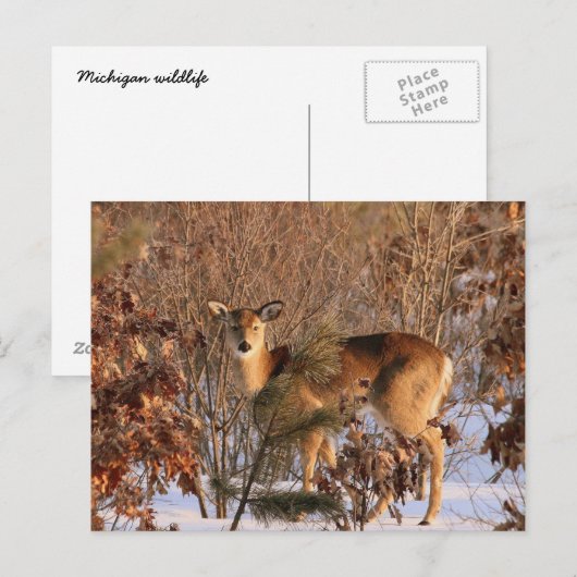 Doe - Michigan Wildlife Briefkaart (Voorkant / Achterkant)