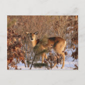 Doe - Michigan Wildlife Briefkaart (Voorkant)