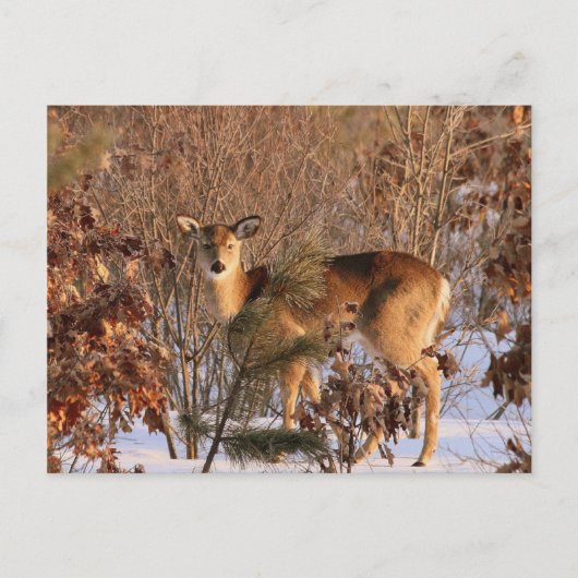 Doe - Michigan Wildlife Briefkaart (Voorkant)