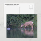 Doe Mule Deer Early Morning Crossing Briefkaart (Voorkant / Achterkant)