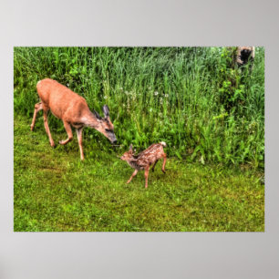 Doe Vrouw Deer en Fawn op Grass Wildlife Foto Poster