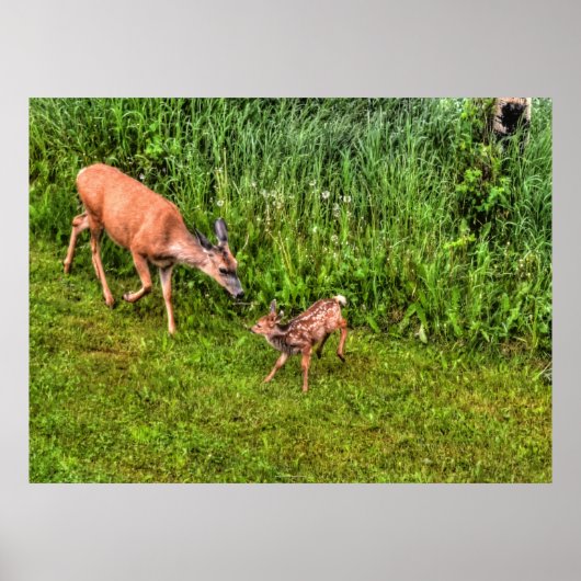 Doe Vrouw Deer en Fawn op Grass Wildlife Foto Poster (Voorkant)