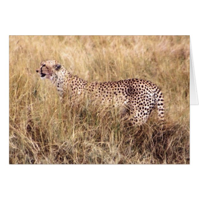 Doema (Cheetah) (Voorkant Horizontaal)