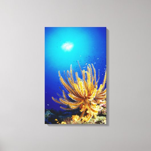 Doetherster Canvas Afdruk (Voorkant)