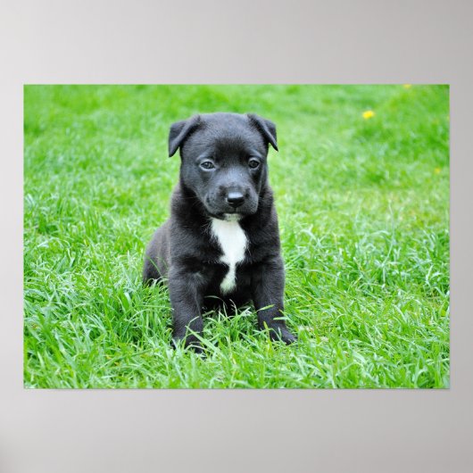 dog-280332 YOUNG DOG BLACK PUPPY SCHATTIGE PETS GR Poster (Voorkant)