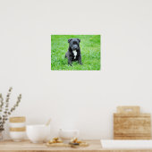 dog-280332 YOUNG DOG BLACK PUPPY SCHATTIGE PETS GR Poster (Keuken)