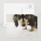 Dog 2 briefkaart (Voorkant / Achterkant)