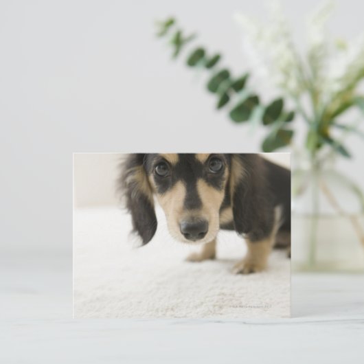 Dog 2 briefkaart (Staand voorkant)