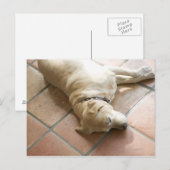 Dog 3 briefkaart (Voorkant / Achterkant)