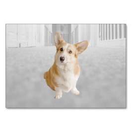 Dog ABA Tact Labelling Flashcard | KAART AFBEELDIN