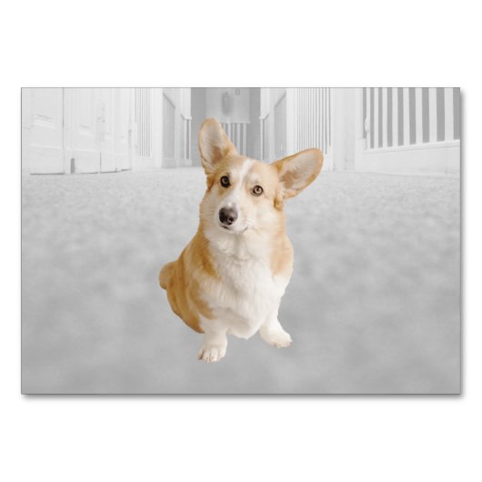 Dog ABA Tact Labelling Flashcard | KAART AFBEELDIN (Voorkant)