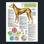 Dog Acupunctuur Punten Locaties Poster<br><div class="desc">Dog Acupuncture Points Poster 18 x 24-inch Veterinary Chart Point-locaties voor meer dan 100 veelgebruikte acupunctiepunten in de canine. Belangrijkste kenmerken ・ Horary cycle die aangeeft wanneer elke meridiaan het actiefst is ・ The 12 Alarm (Front-Mu) points ・ The 18 Associated (Back-Shu) points ・ Acht confluent points ・ Ting points...</div>