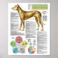 Dog Acupunctuur Punten Locaties Poster