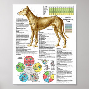 Dog Acupunctuur Punten Locaties Poster
