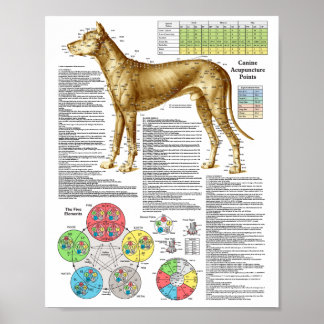 Dog Acupunctuur Punten Locaties Poster
