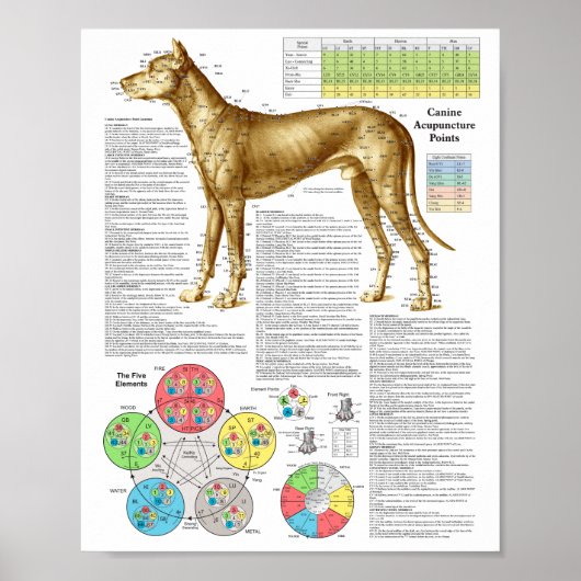 Dog Acupunctuur Punten Locaties Poster (Voorkant)