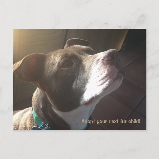 Dog Adoption Shelter Pets Briefkaart (Voorkant)