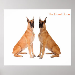 Dog Afbeelding voor Poster