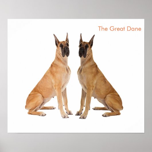 Dog Afbeelding voor Poster (Voorkant)