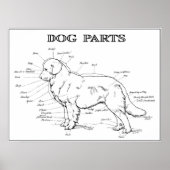 DOG ANATOMY 1919 POSTER (Voorkant)