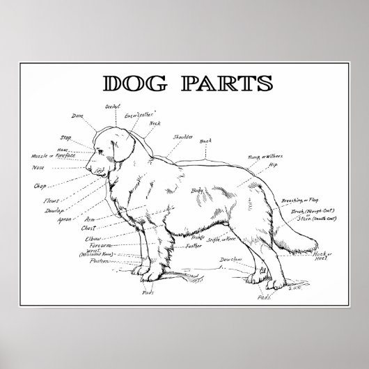 DOG ANATOMY 1919 POSTER (Voorkant)