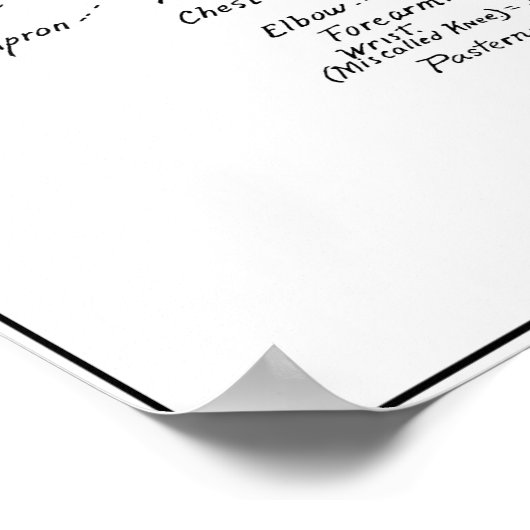 DOG ANATOMY 1919 POSTER (Hoek)