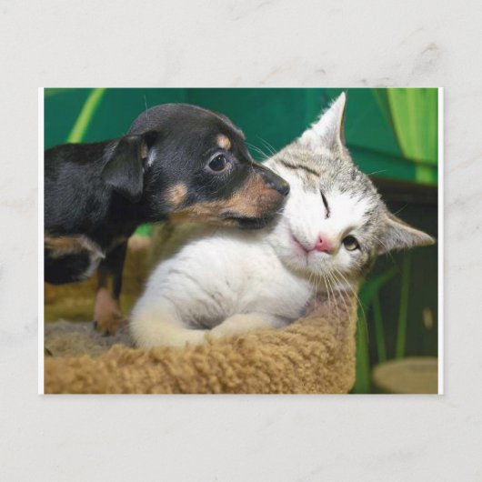 Dog and cat briefkaart (Voorkant)