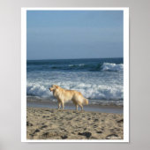 Dog At The Beach Poster (Voorkant)