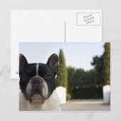 Dog bij ingang briefkaart (Voorkant / Achterkant)