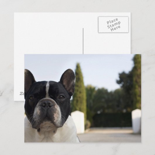 Dog bij ingang briefkaart (Voorkant / Achterkant)