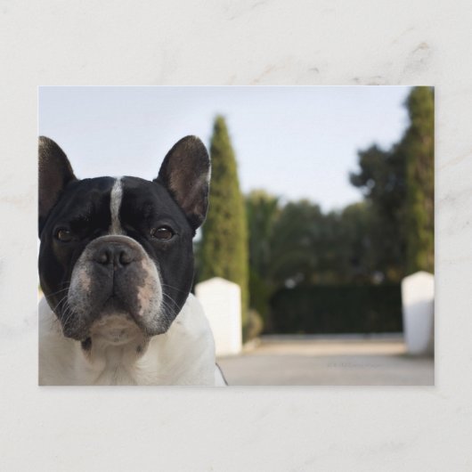 Dog bij ingang briefkaart (Voorkant)