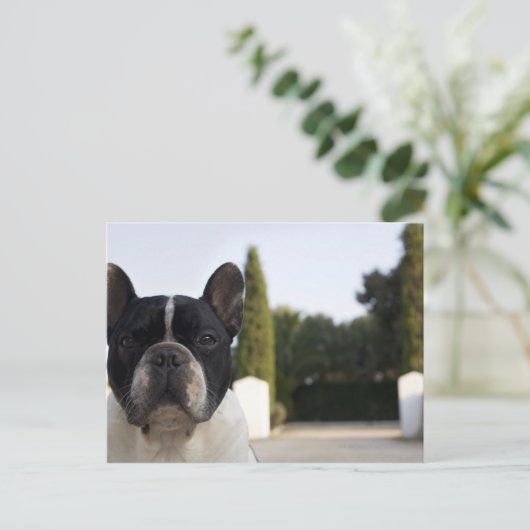 Dog bij ingang briefkaart (Staand voorkant)