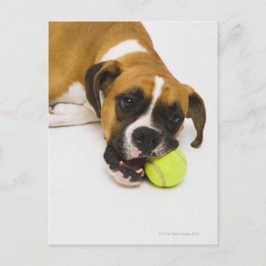 Dog bijten tennisbal briefkaart (Voorkant)