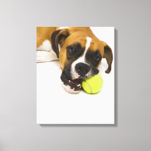 Dog bijten tennisbal canvas afdruk (Voorkant)