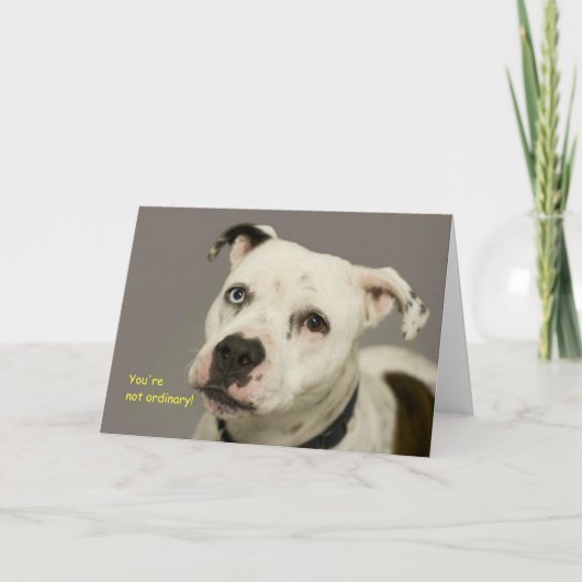 Dog Birthday-kaart Kaart (Voorkant)