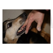 Dog biting vinger (Voorkant Horizontaal)