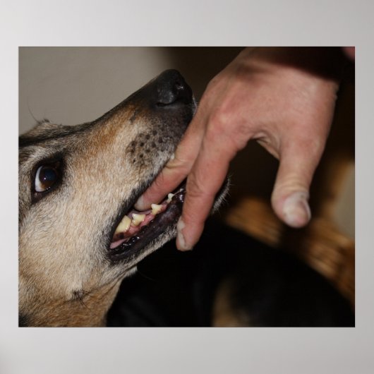 Dog biting vinger poster (Voorkant)