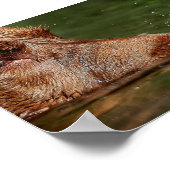 Dog blaasjes sluiten dicht bij Macro Poster (Hoek)