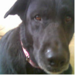 DOG BLACK LAB FOTO SCULPTURE FOTOBEELDJE SLEUTELHANGER<br><div class="desc">ZWARTE LAB MET GROTE OGEN.</div>