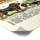 Dog Breeds color Illustrations Poster (Hoek)