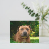 Dog Briefkaart (Staand voorkant)