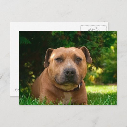 Dog Briefkaart (Voorkant / Achterkant)