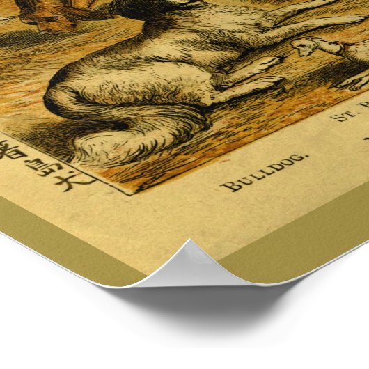  Dog Bulldog Natural History Print (Hoek)