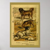  Dog Bulldog Natural History Print (Voorkant)